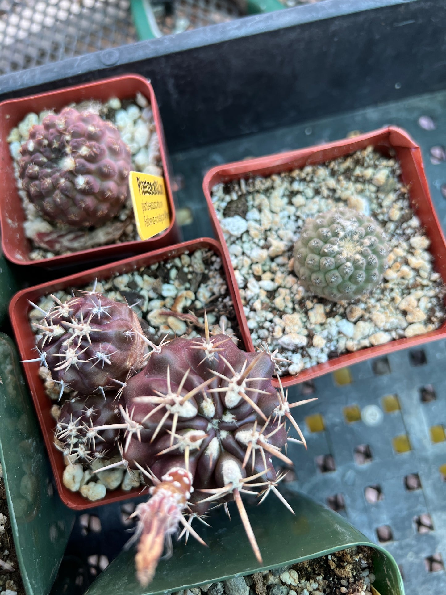 Neoporteria/neochilenia bundle, 10 plants for 100$ cheap deal