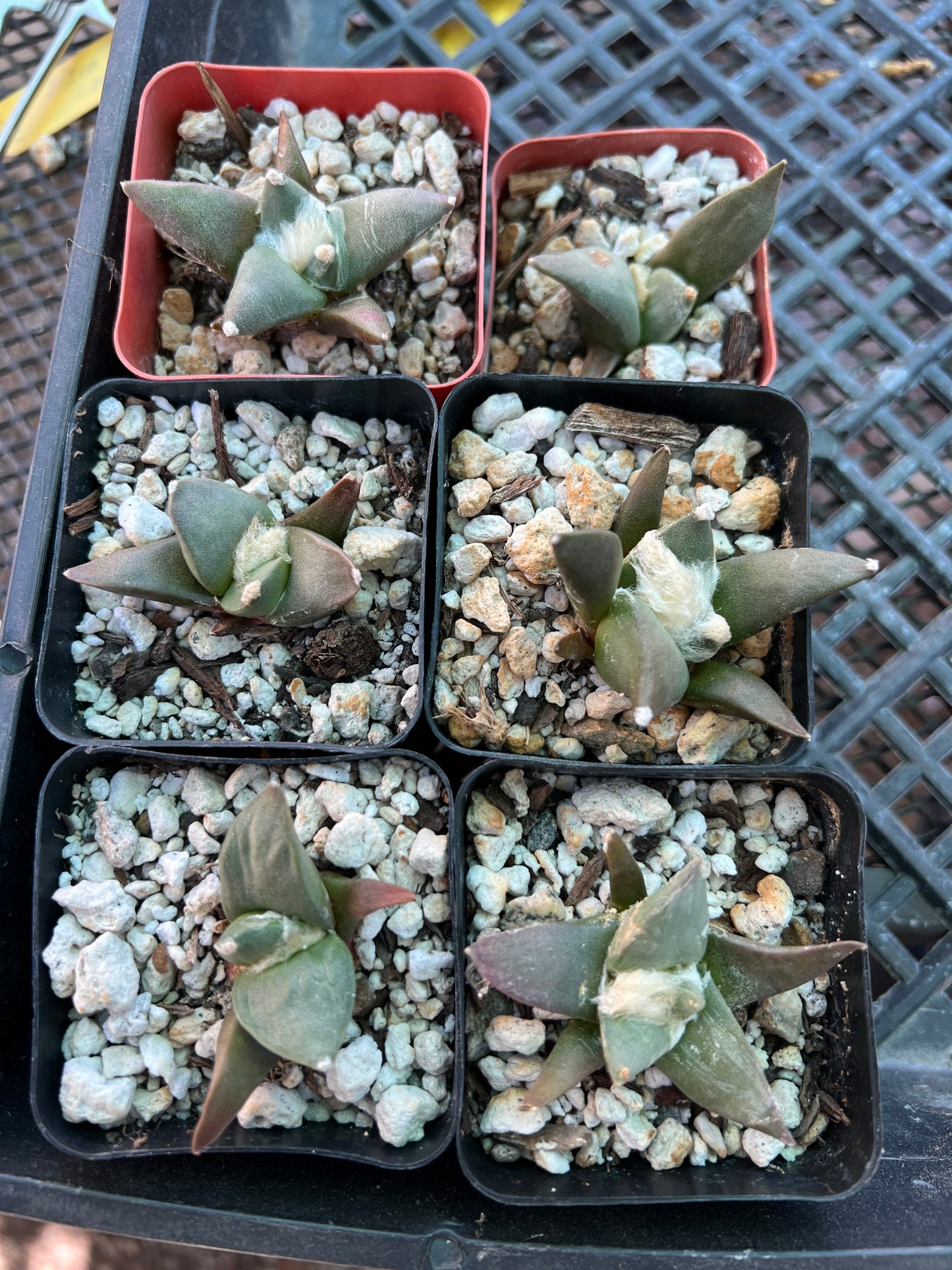 Ariocarpus retusus cactus in 2.5 inch pot bundle of 6 plants for 90$