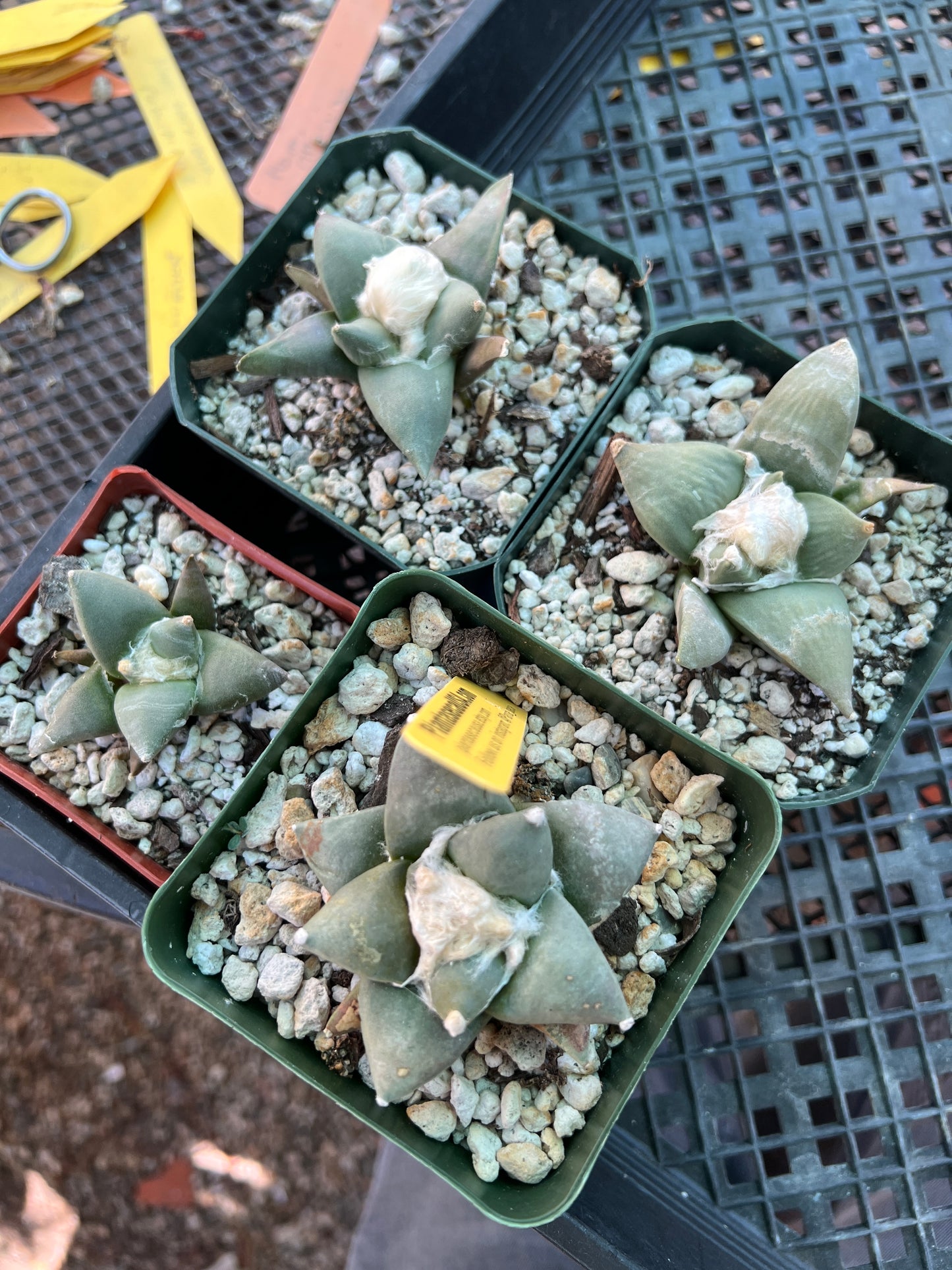 Ariocarpus retusus cactus in 3.25 inch pot, bundle of 4 plants cheap deal