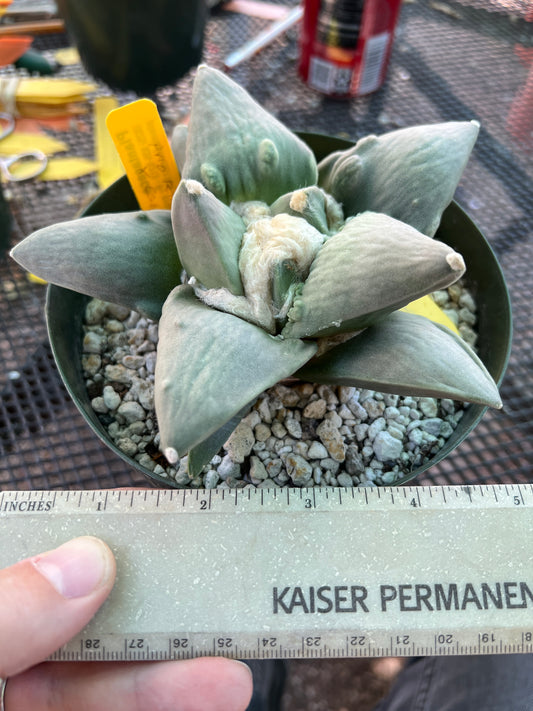 Ariocarpus retusus cauliflower in 6 inch pot