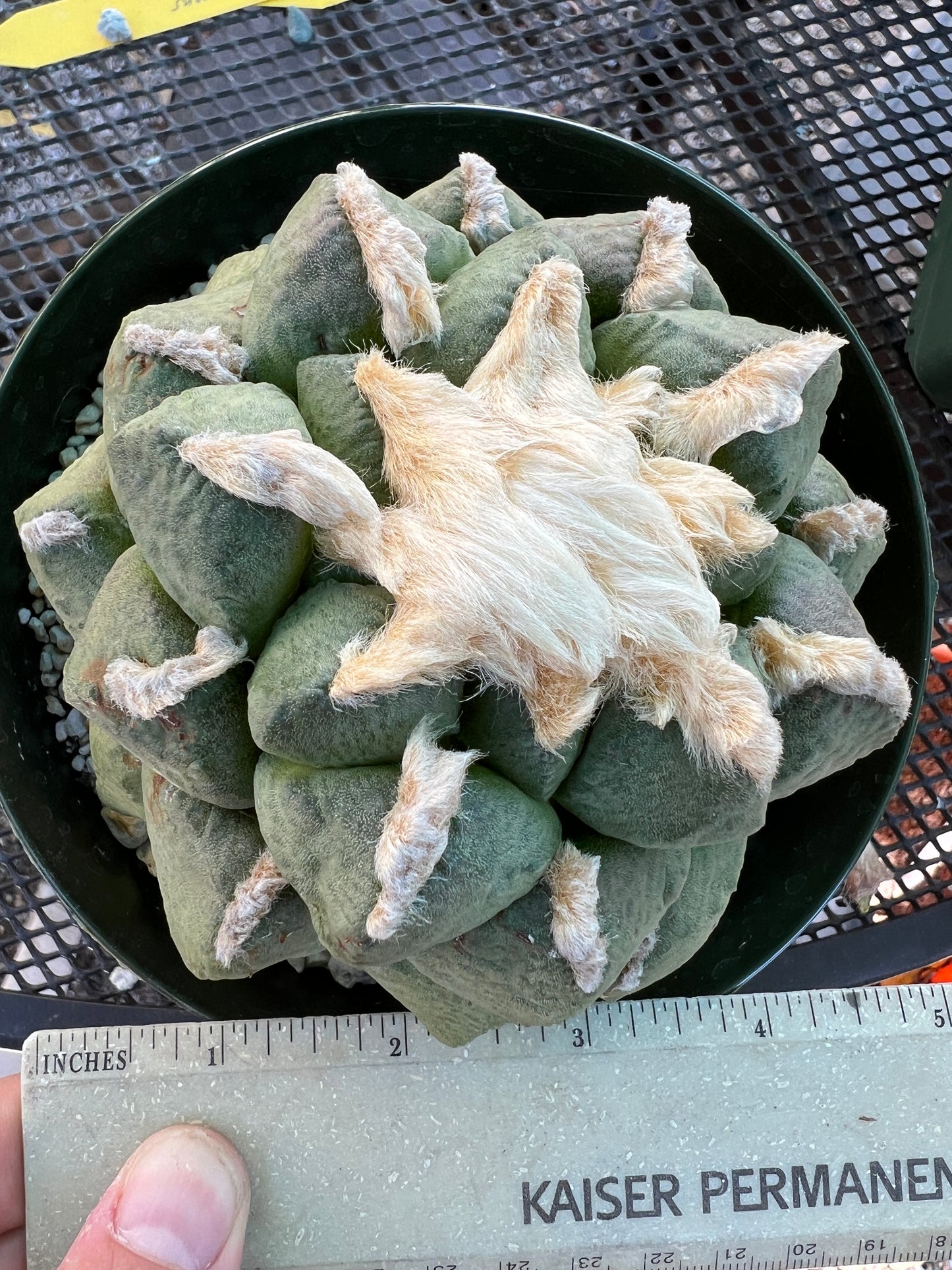 Ariocarpus lloydii cactus in 6 inch pot 15 years old plant