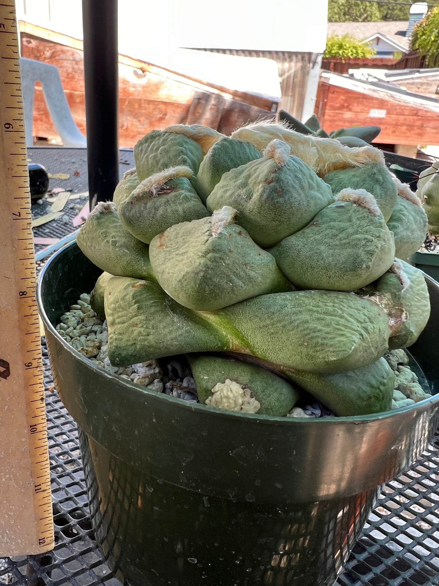 Ariocarpus lloydii cactus in 6 inch pot 15 years old plant