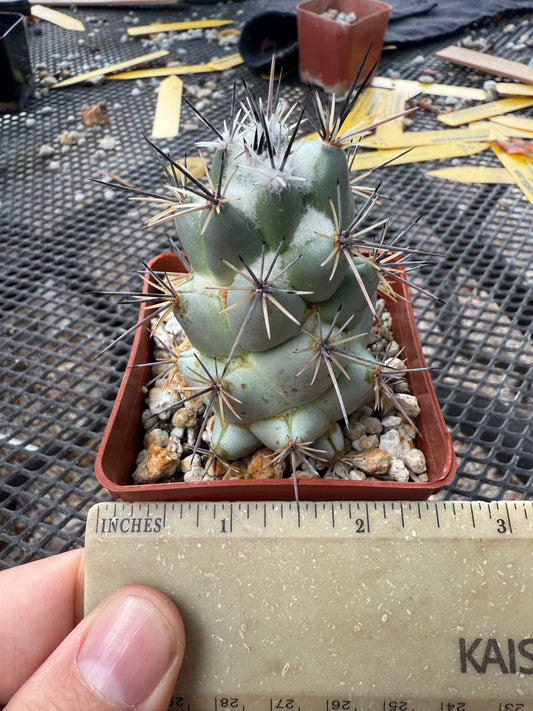 Neolloydia matehuaensis large 211