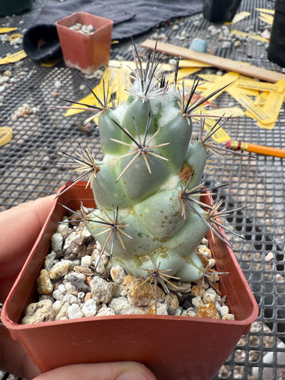 Neolloydia matehuaensis large 211