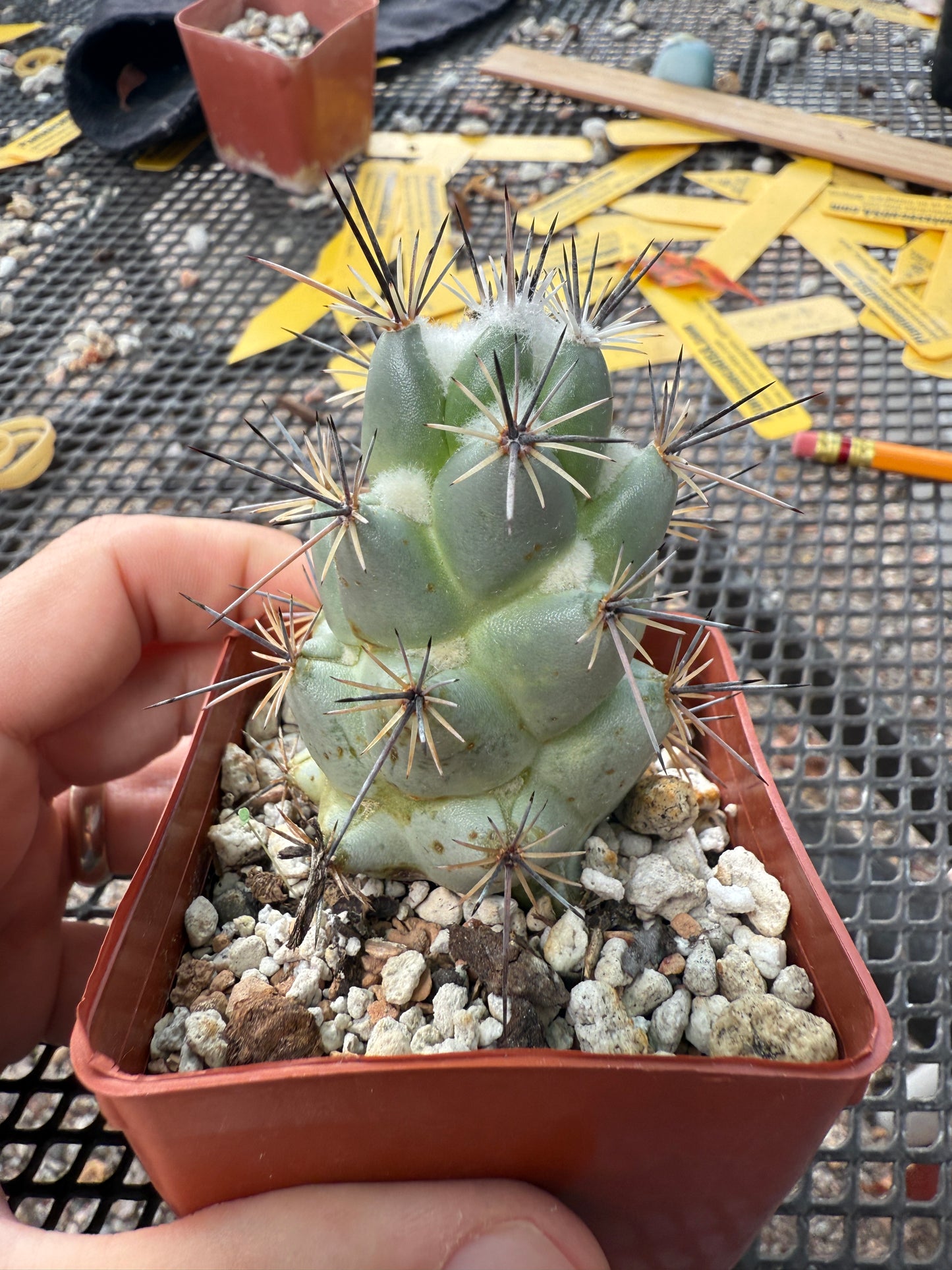 Neolloydia matehuaensis large 211