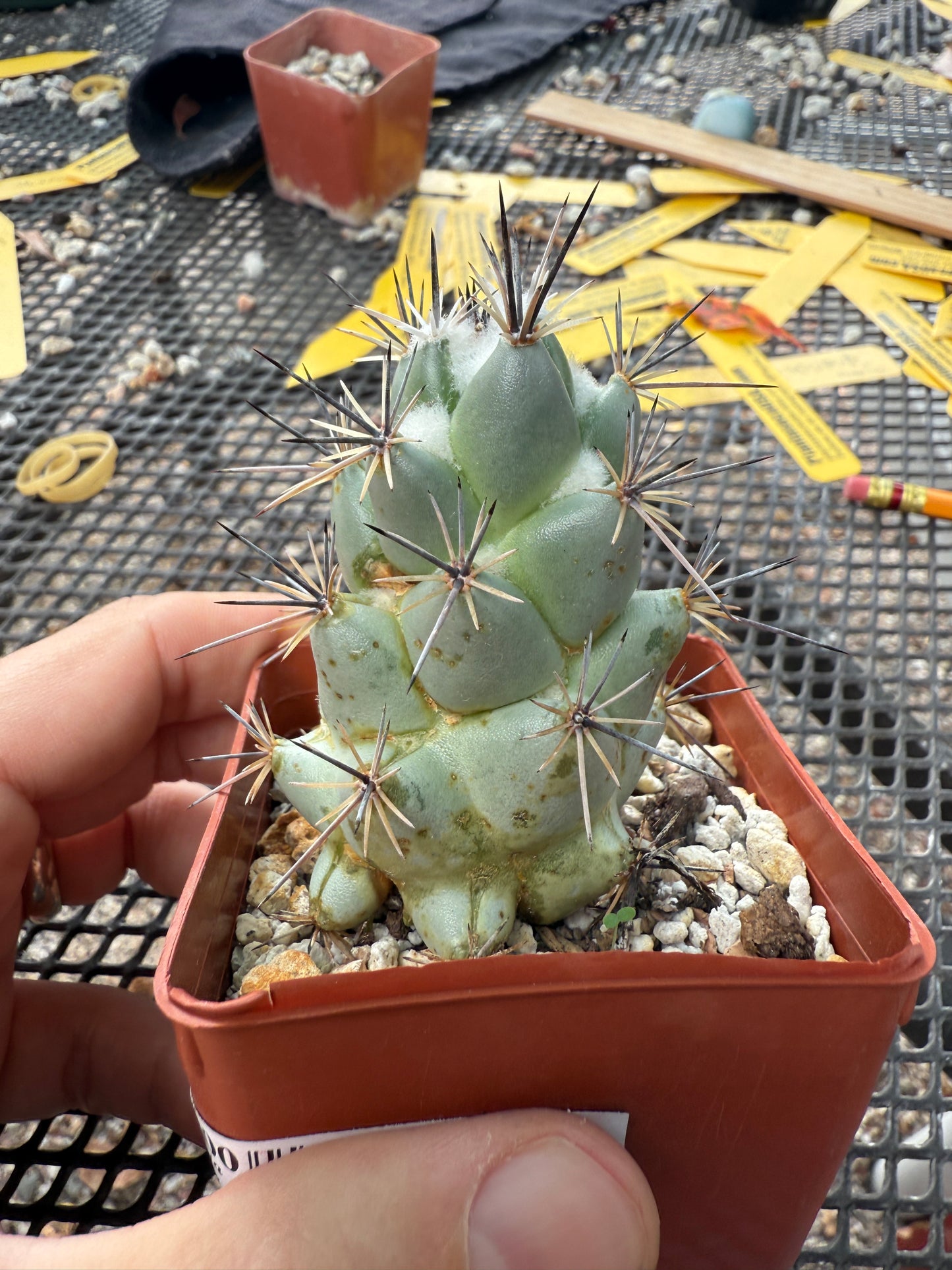 Neolloydia matehuaensis large 211
