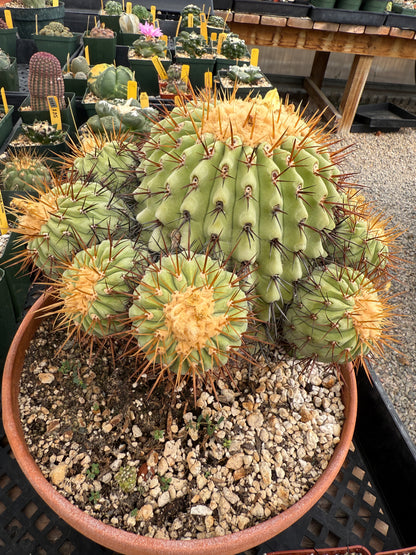 Copiapoa columna alba