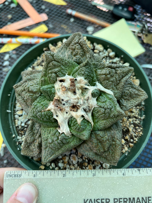 Ariocarpus Godzilla cactus specimen in 6 inch pot, seeds included