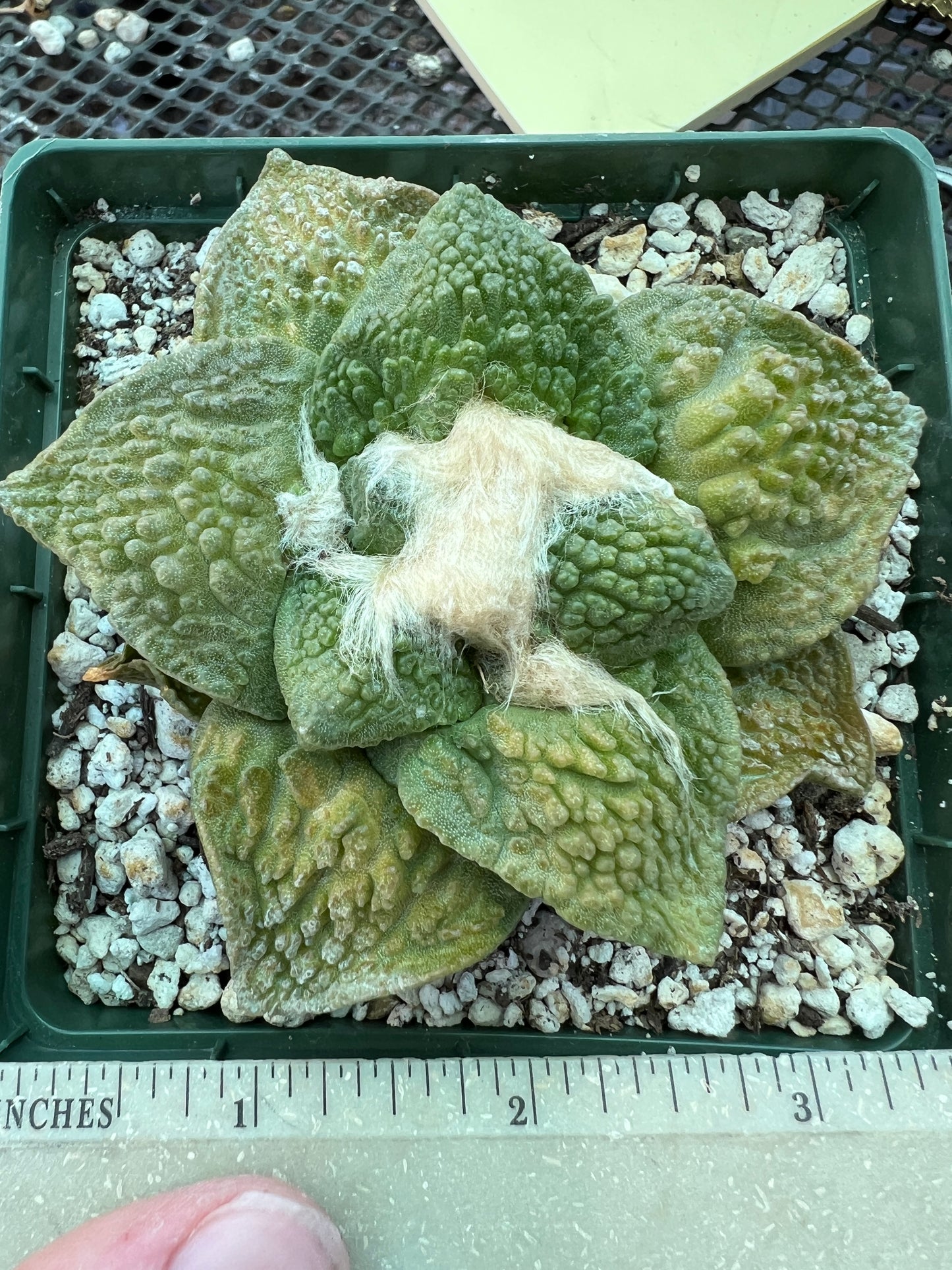 Ariocarpus Godzilla cactus in 4.25 inch pot slightly variegated