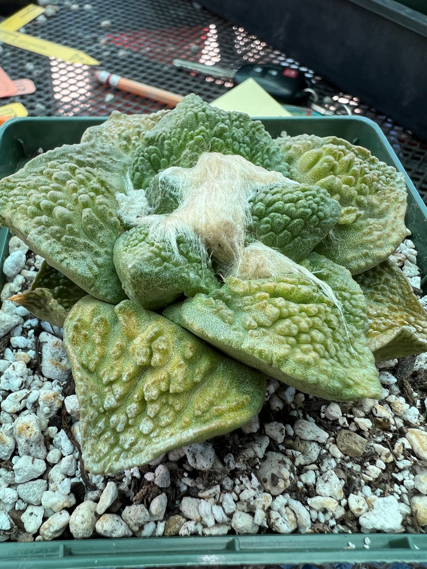 Ariocarpus Godzilla cactus in 4.25 inch pot slightly variegated