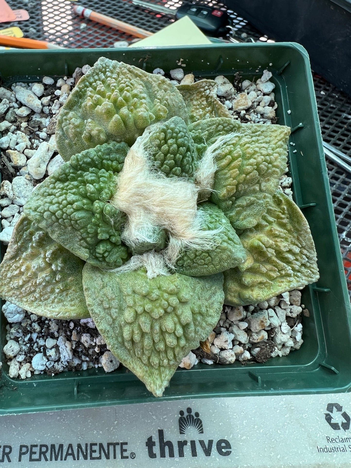 Ariocarpus Godzilla cactus in 4.25 inch pot slightly variegated