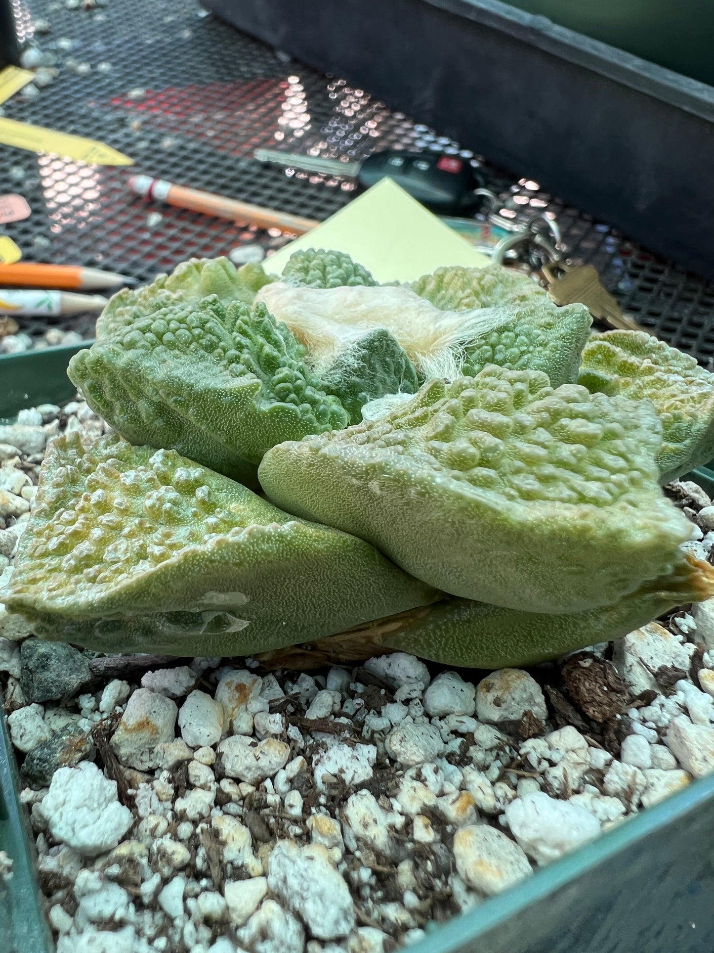 Ariocarpus Godzilla cactus in 4.25 inch pot slightly variegated