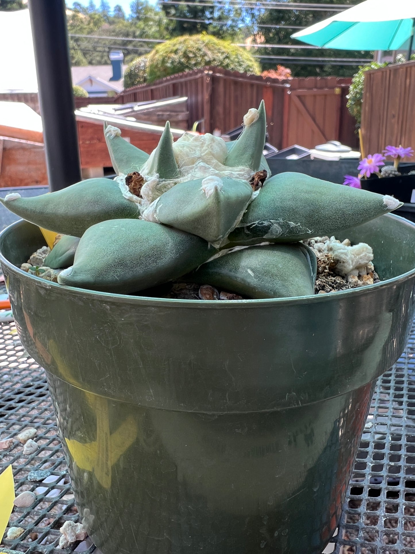 Ariocarpus retusus cactus in 6 inch pot nice