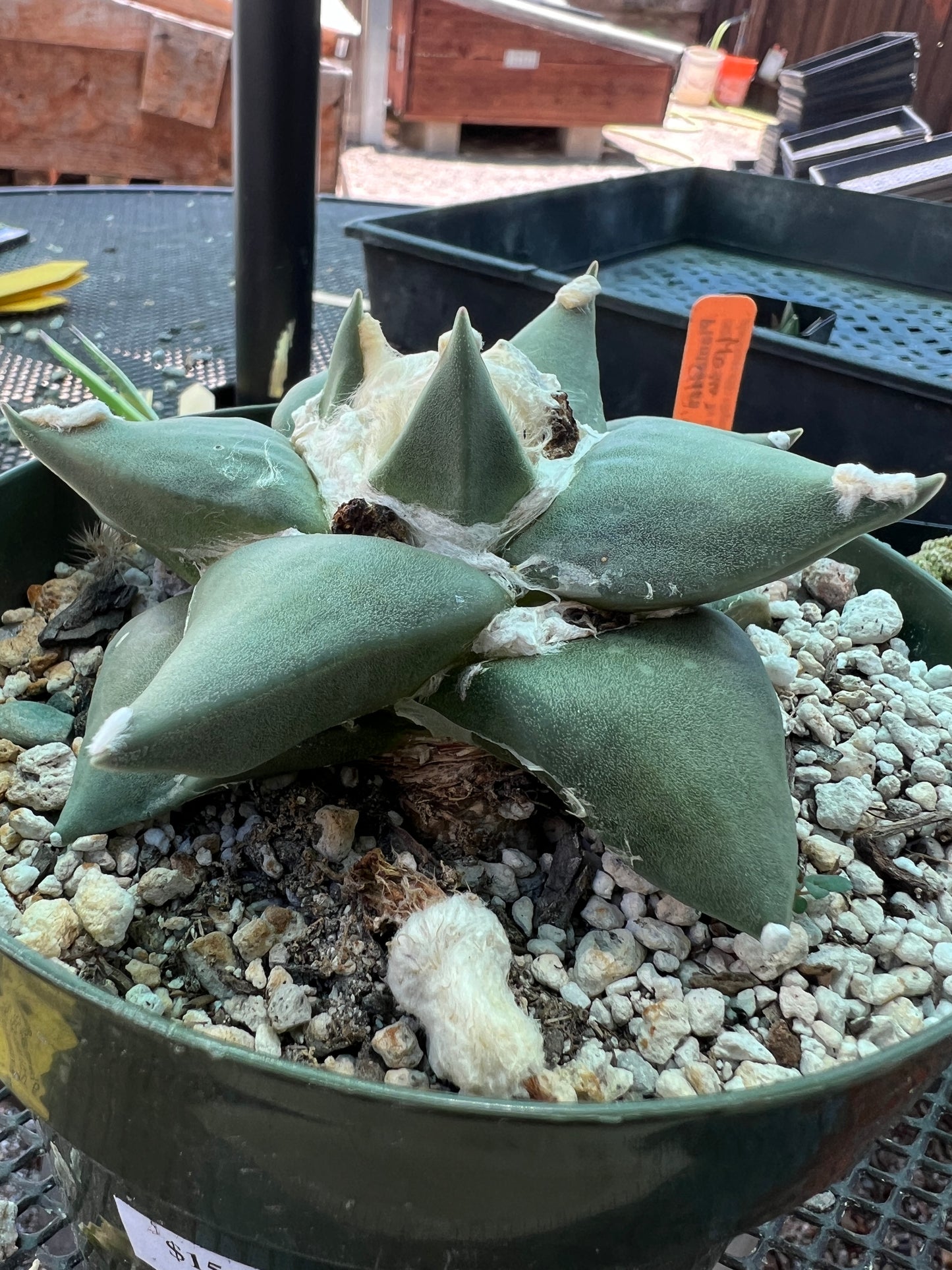 Ariocarpus retusus cactus in 6 inch pot nice
