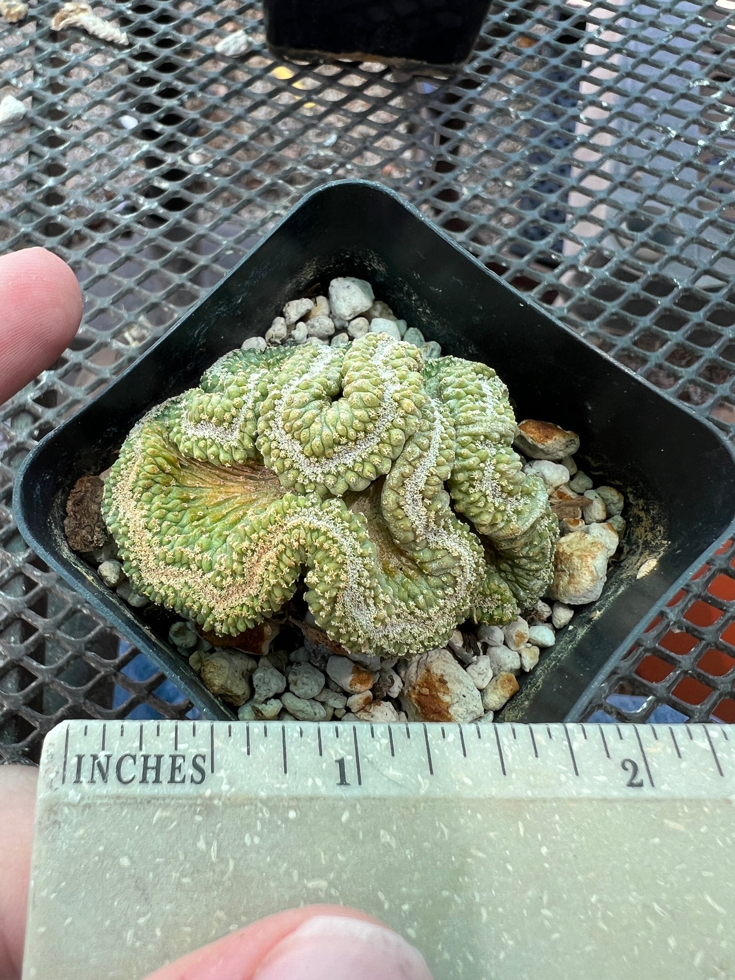 Strombocactus disciformis crest cactus nice plant #1