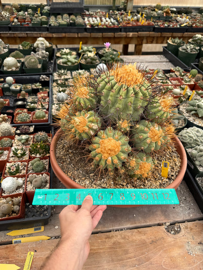 Copiapoa gigantea specimen