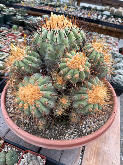 Copiapoa gigantea specimen