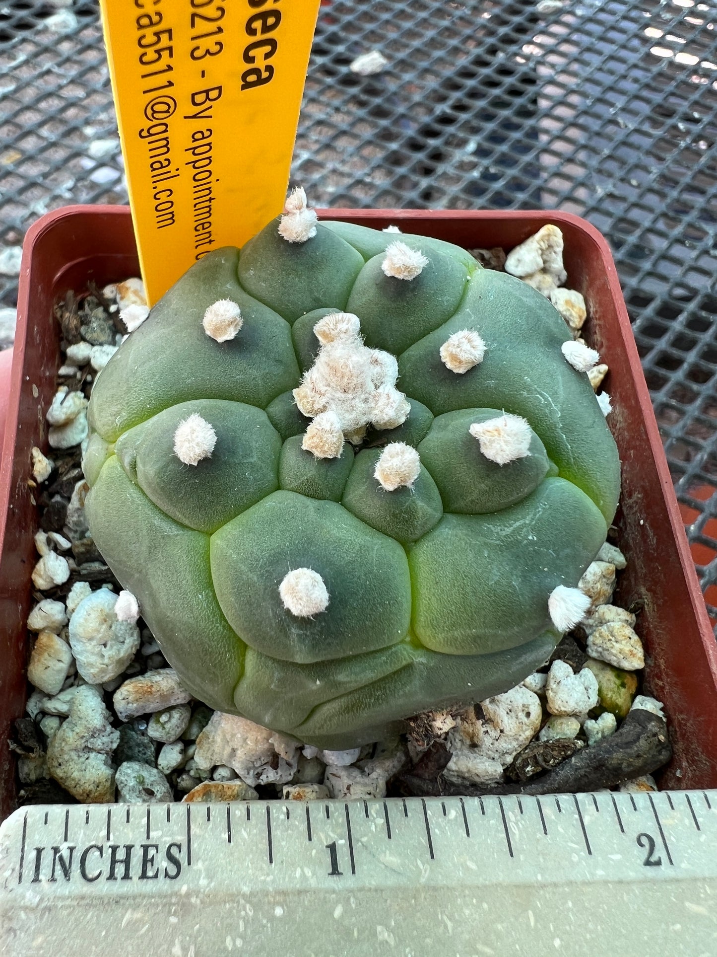 Astrophytum kikko turtle skin cactus