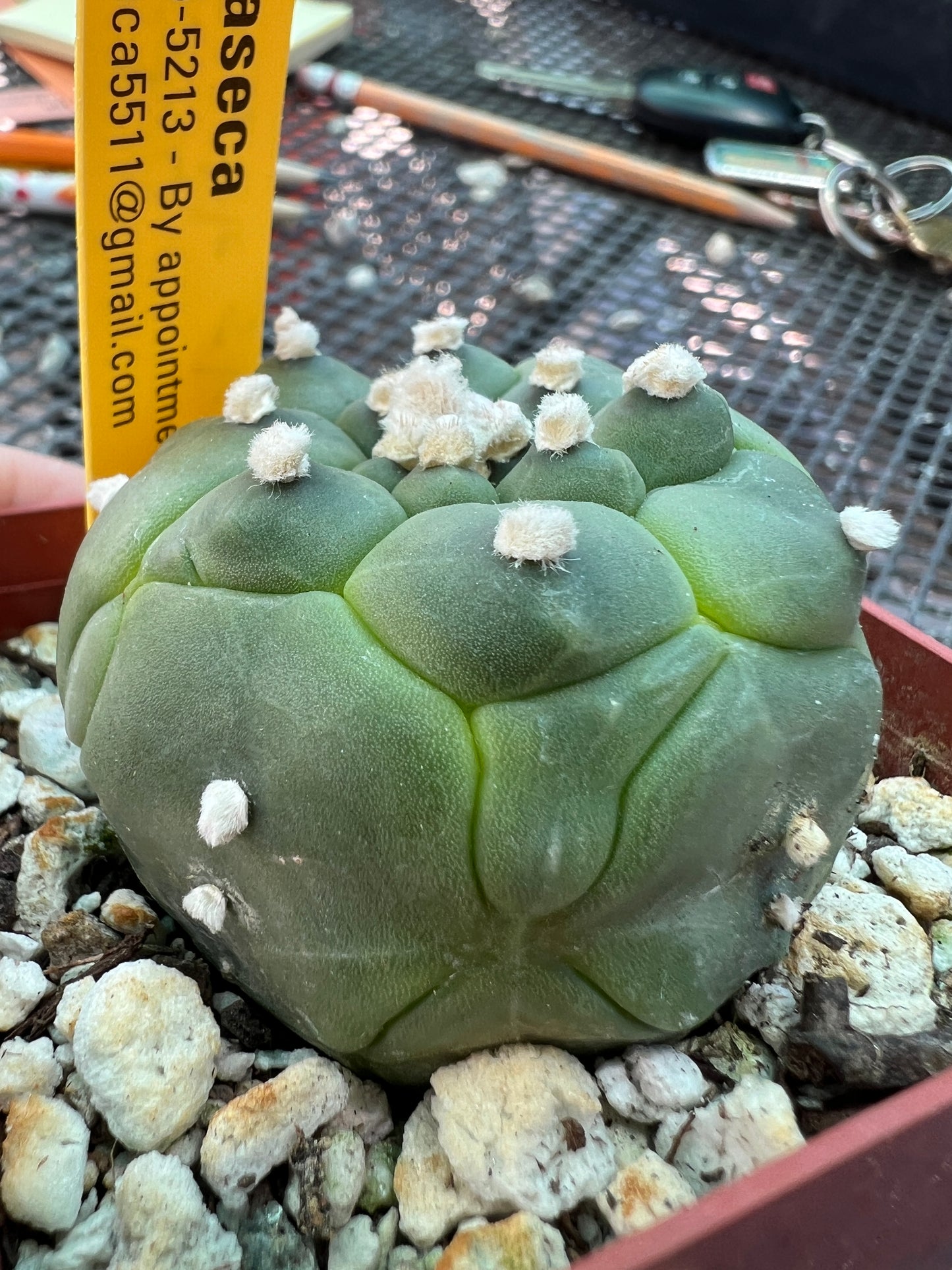 Astrophytum kikko turtle skin cactus