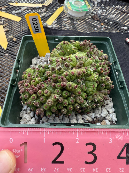 Mammillaria red Fred crest rare plant 230