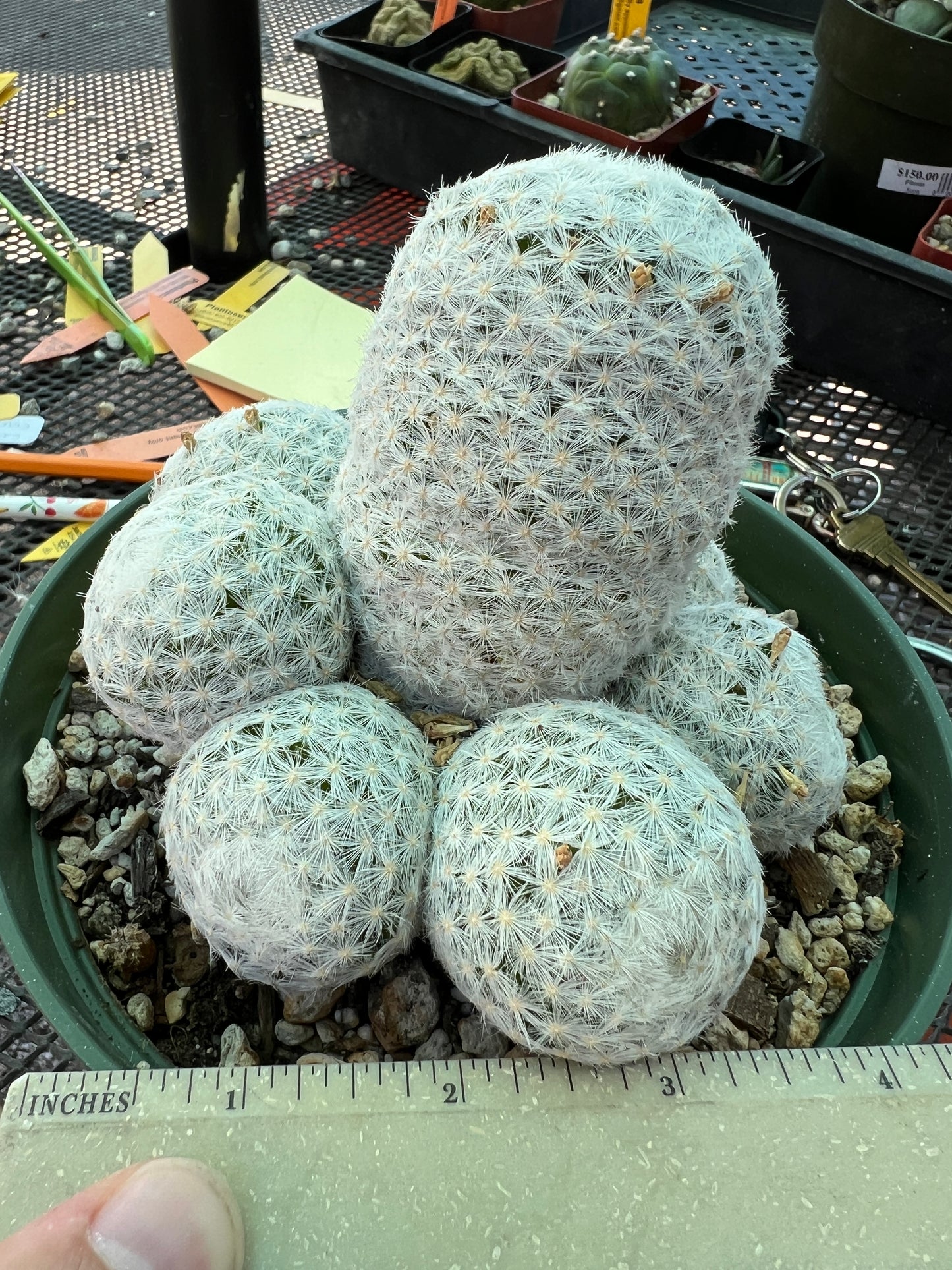 Mammillaria humboldtii cactus in 6 inch pot