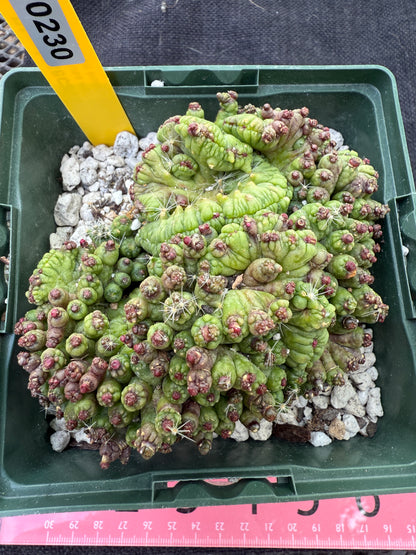 Mammillaria red Fred crest rare plant 230