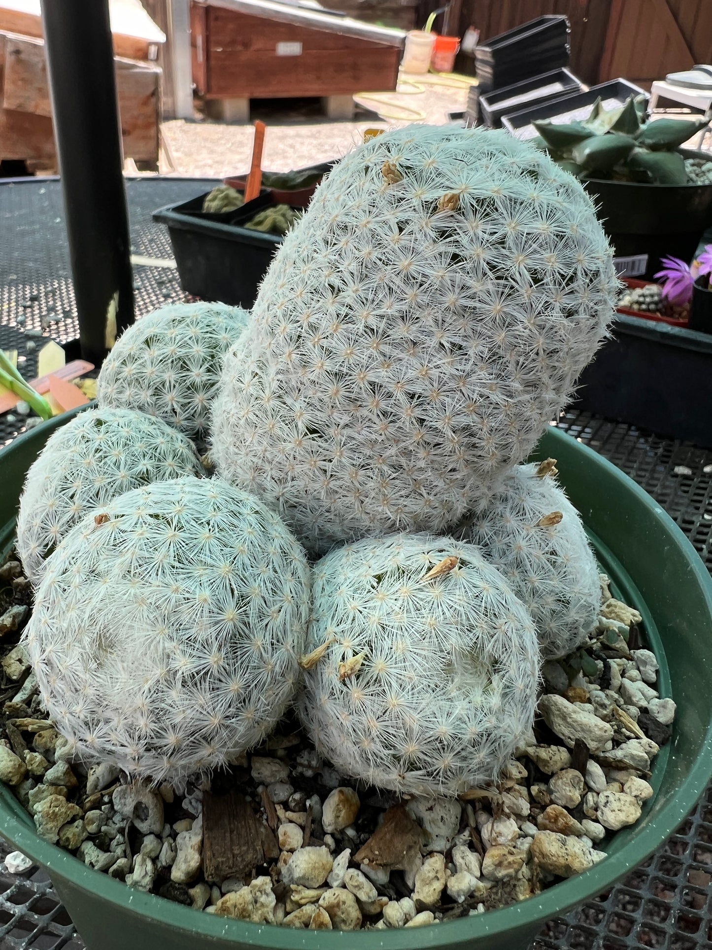 Mammillaria humboldtii cactus in 6 inch pot