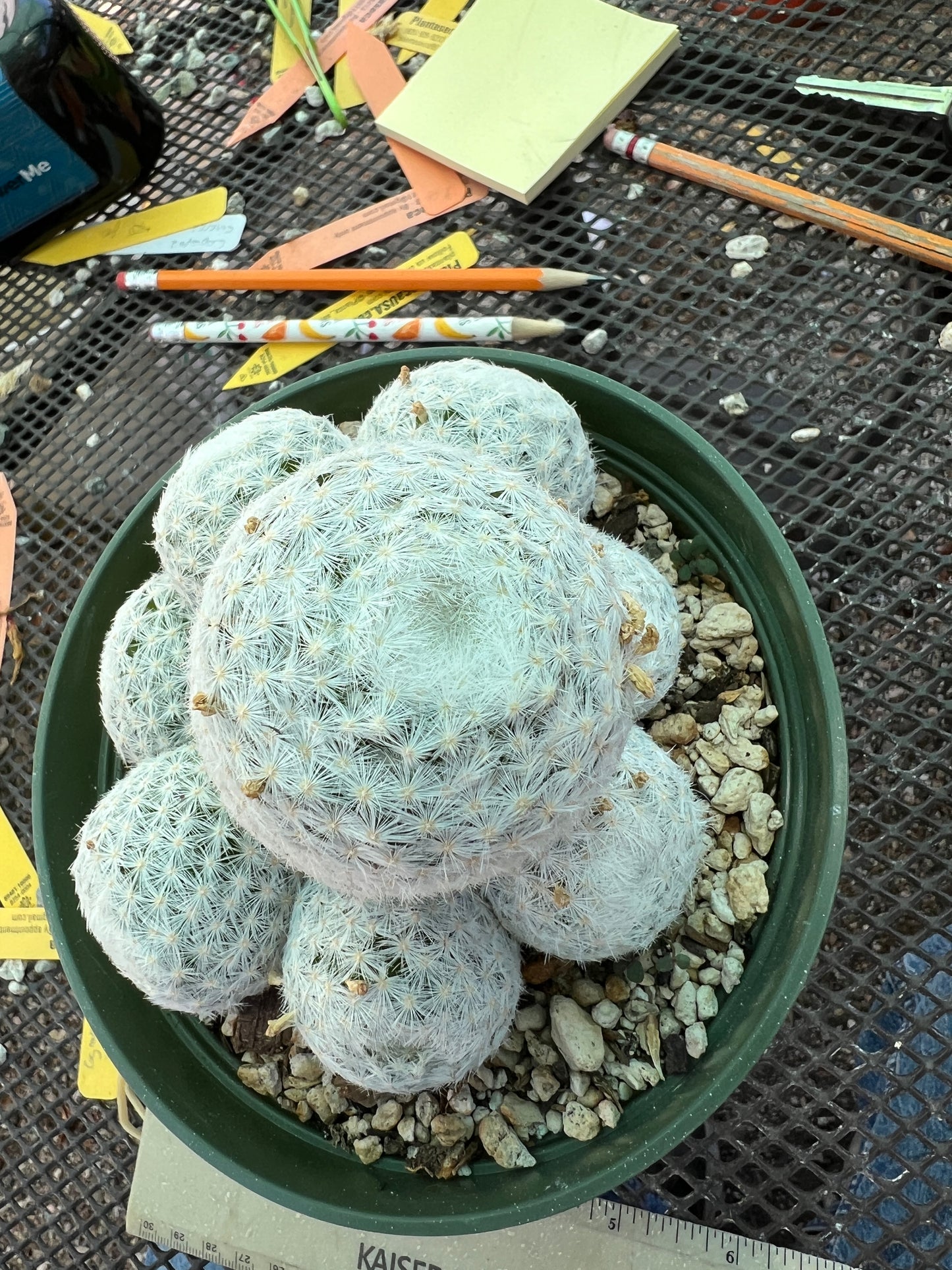 Mammillaria humboldtii cactus in 6 inch pot