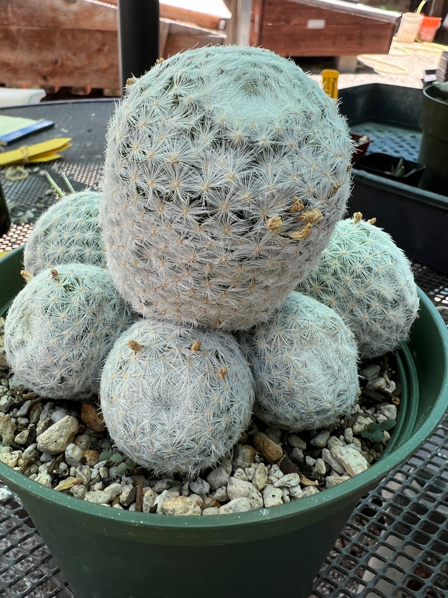 Mammillaria humboldtii cactus in 6 inch pot