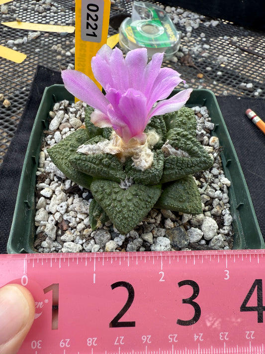 Ariocarpus fissuratus very nice 221