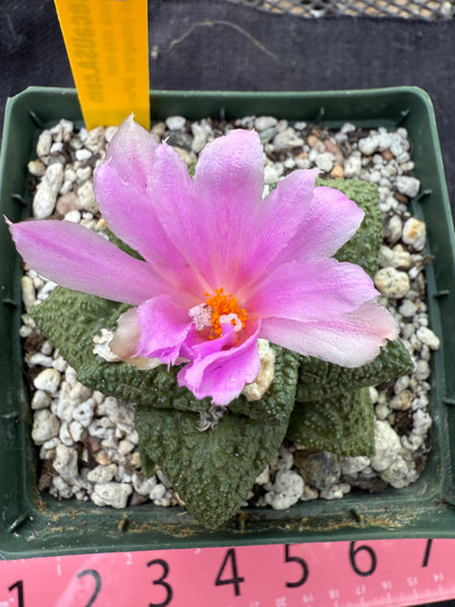 Ariocarpus fissuratus very nice 221