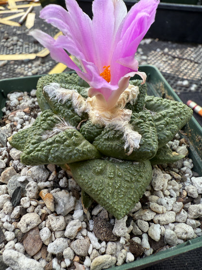 Ariocarpus fissuratus very nice 221