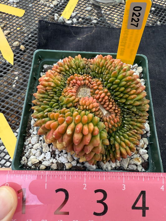 Gymnocalycium inermis crest kohyo beautiful 227