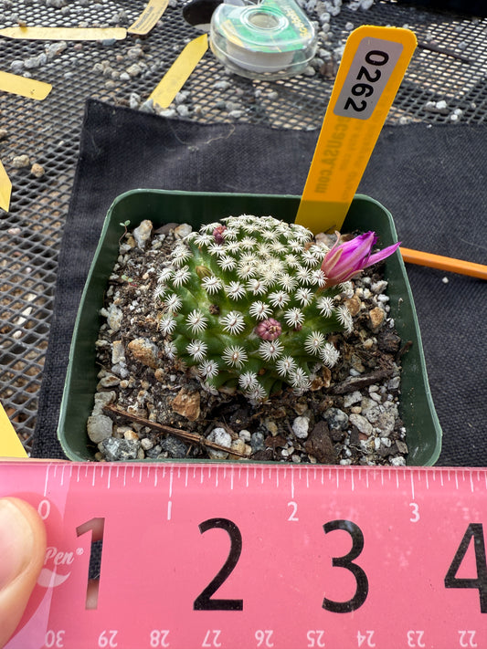 Mammillaria hernandezii large miniature plant 262