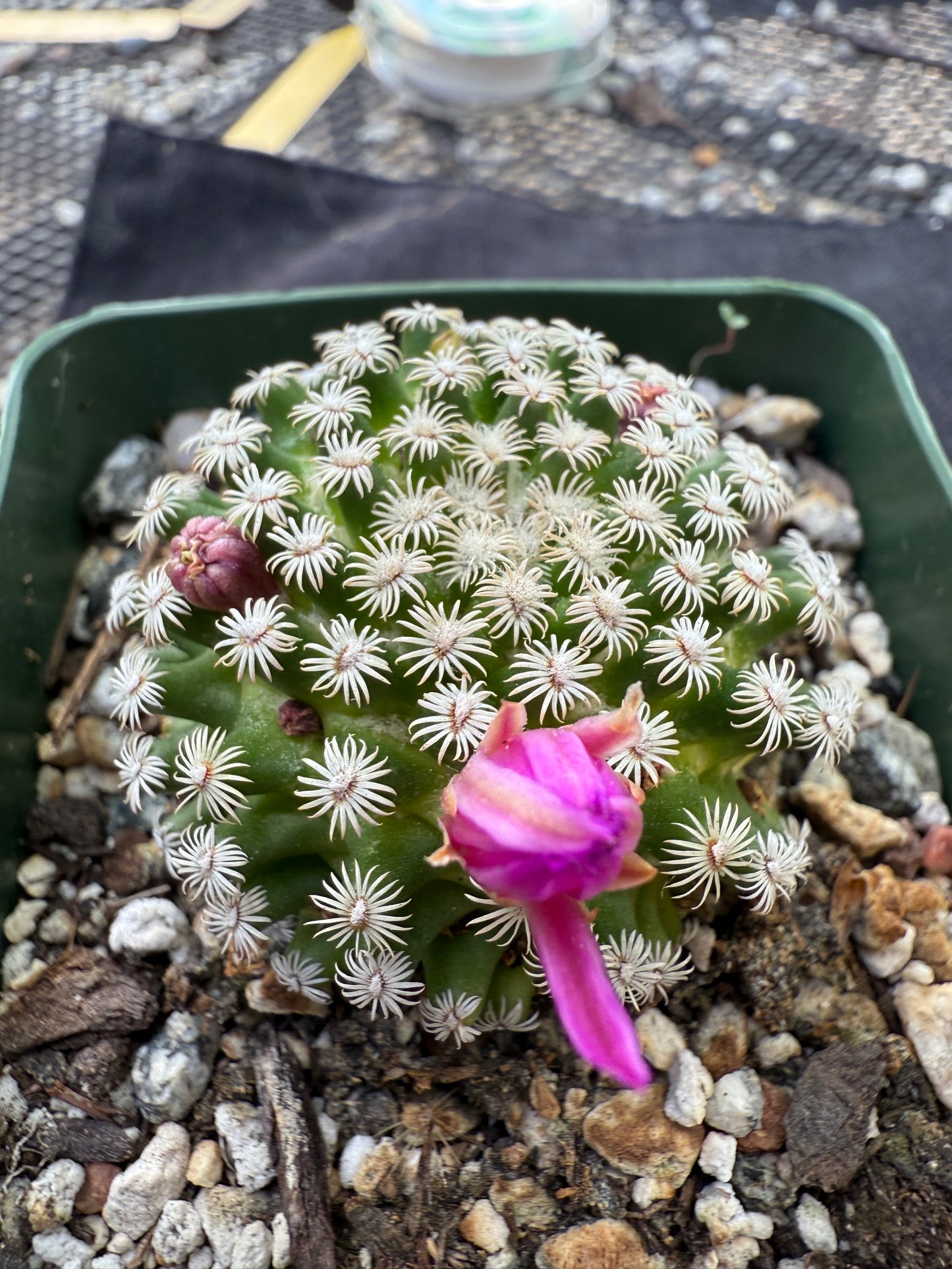 Mammillaria hernandezii large miniature plant 262