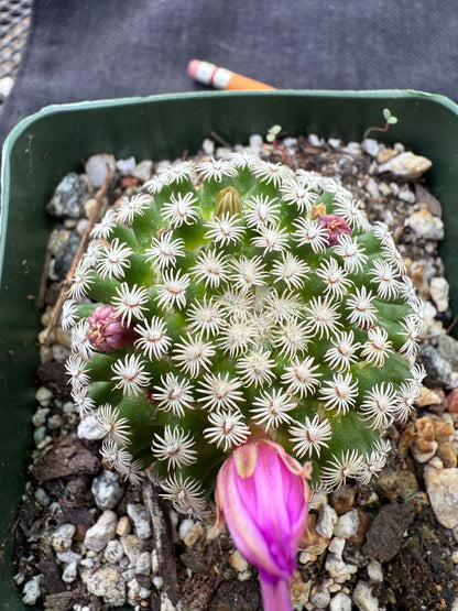 Mammillaria hernandezii large miniature plant 262