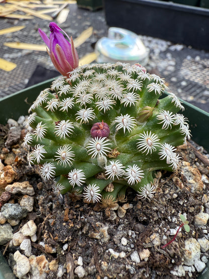 Mammillaria hernandezii large miniature plant 262