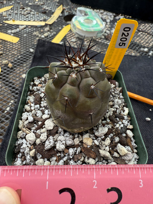 Copiapoa cinerea very nice 205