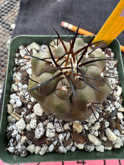 Copiapoa cinerea very nice 205