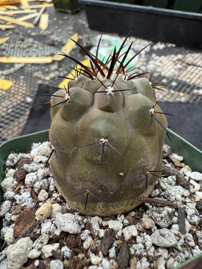 Copiapoa cinerea very nice 205