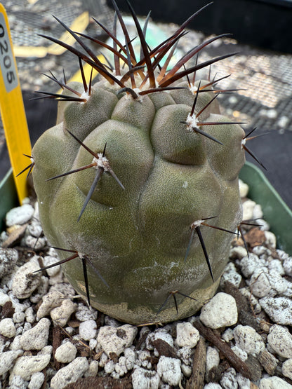 Copiapoa cinerea very nice 205
