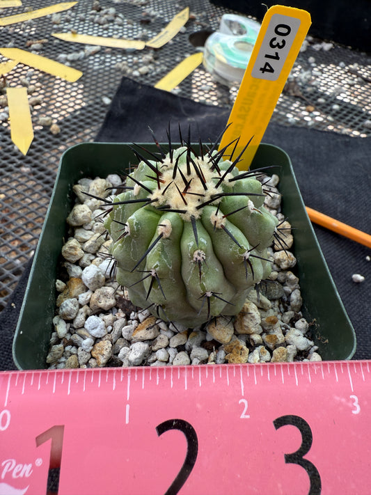 Copiapoa cinerea very nice 314