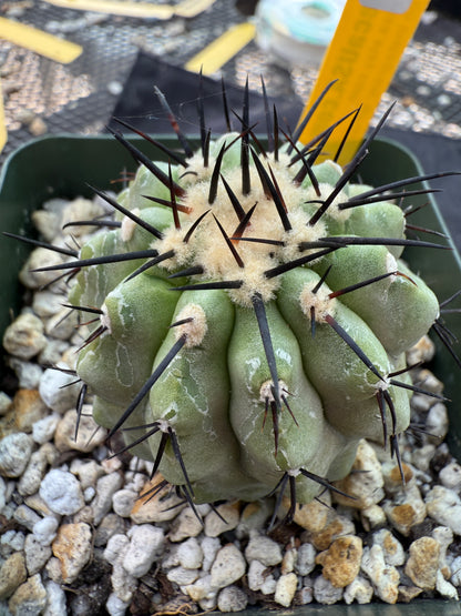 Copiapoa cinerea very nice 314