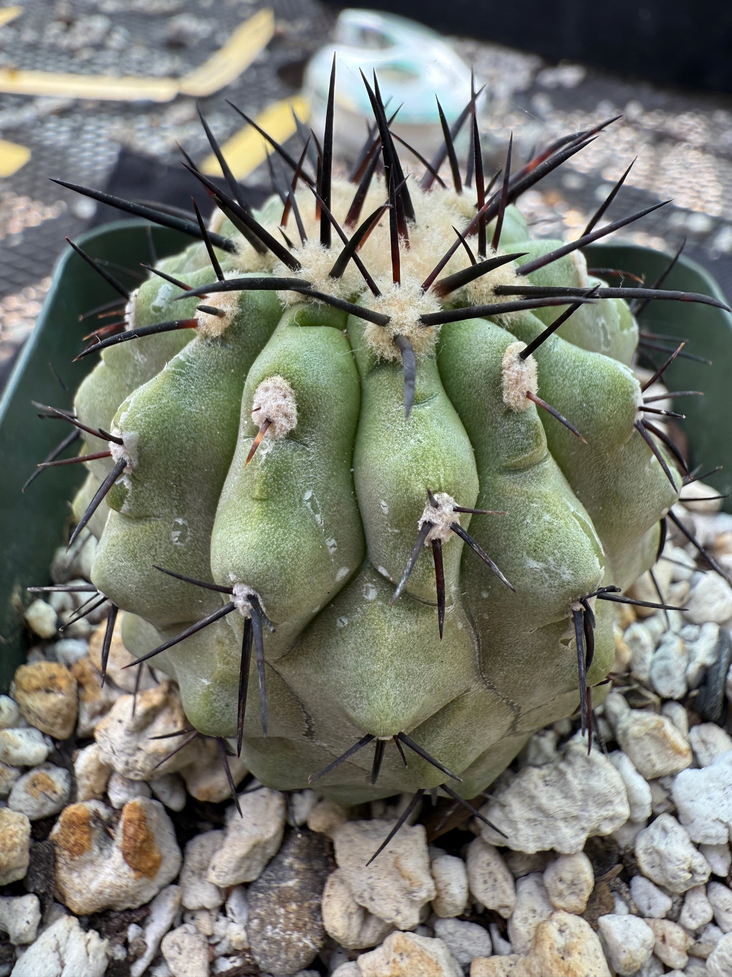 Copiapoa cinerea very nice 314