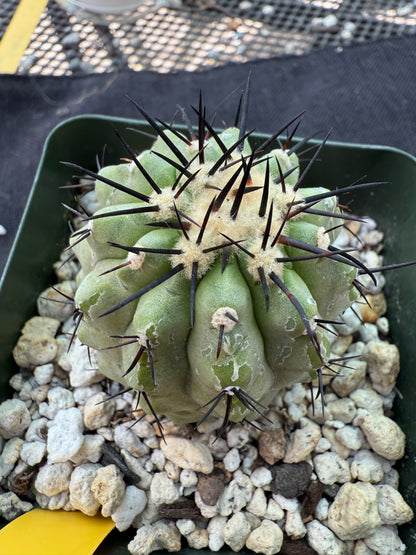 Copiapoa cinerea very nice 314