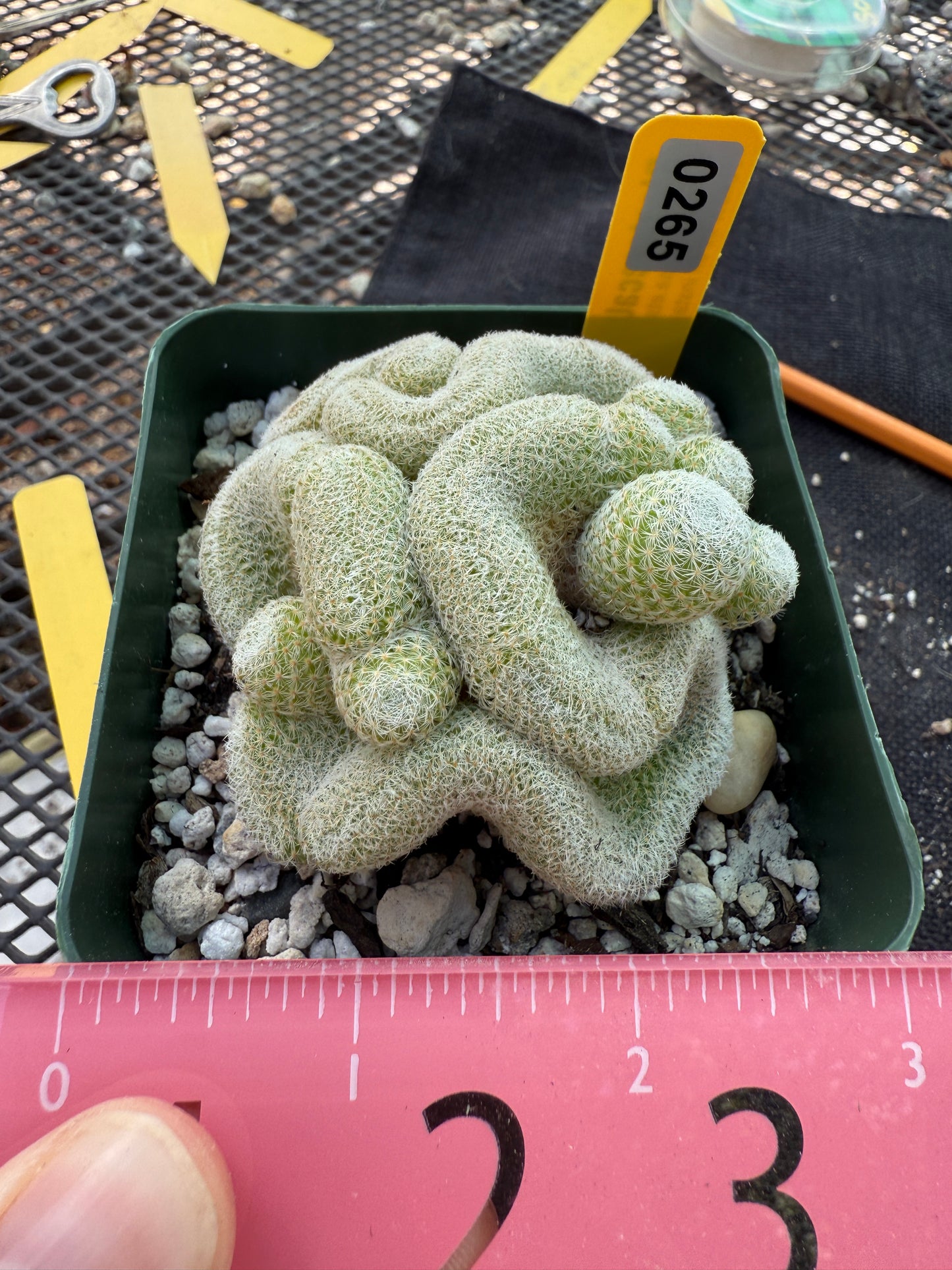 Mammillaria microthele crest 265
