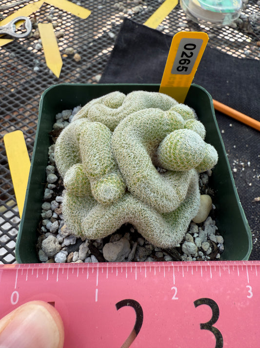 Mammillaria microthele crest 265