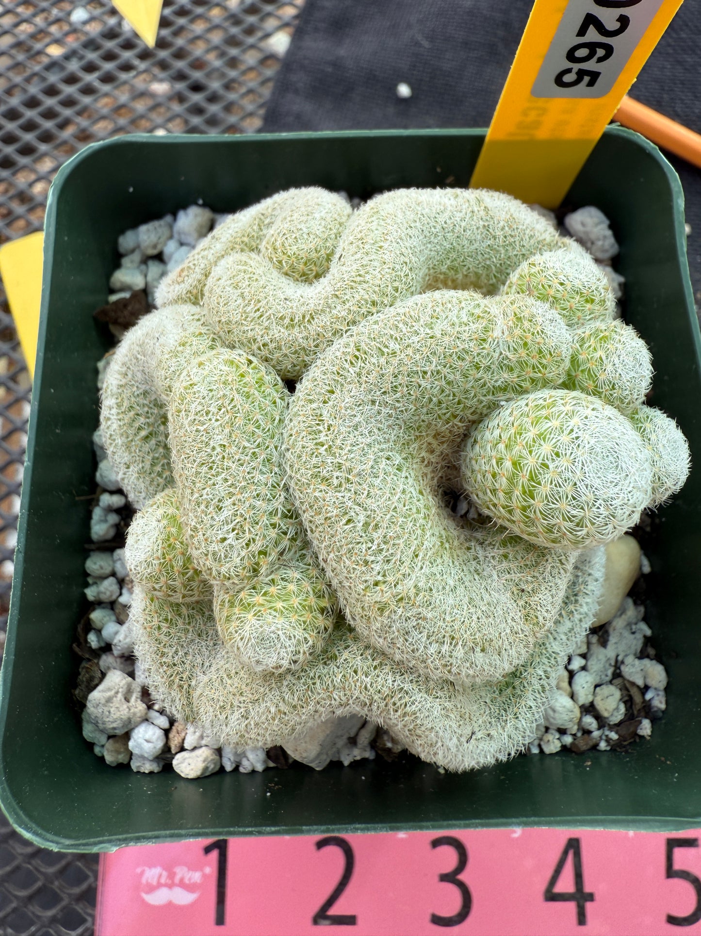 Mammillaria microthele crest 265