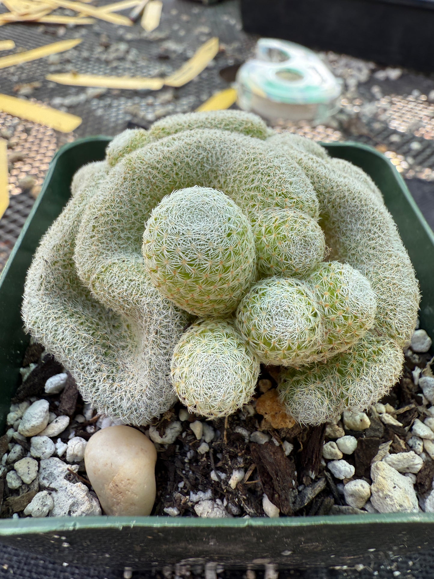 Mammillaria microthele crest 265