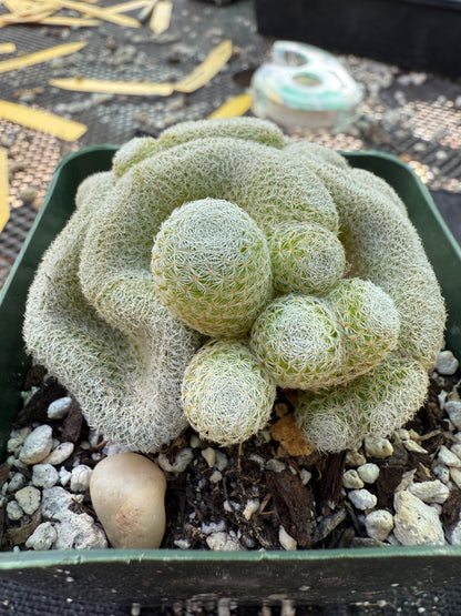 Mammillaria microthele crest 265